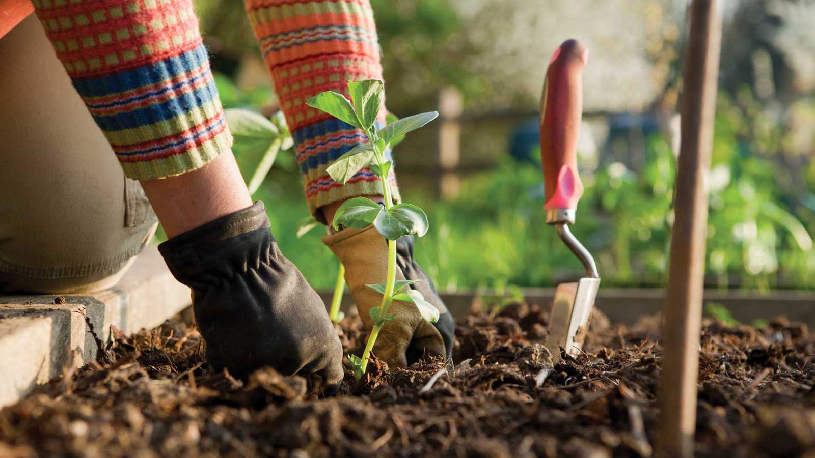 Growing With Plants